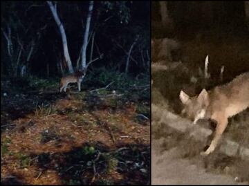 Captan a un coyote en zona habitacional de Mérida, Yucatán