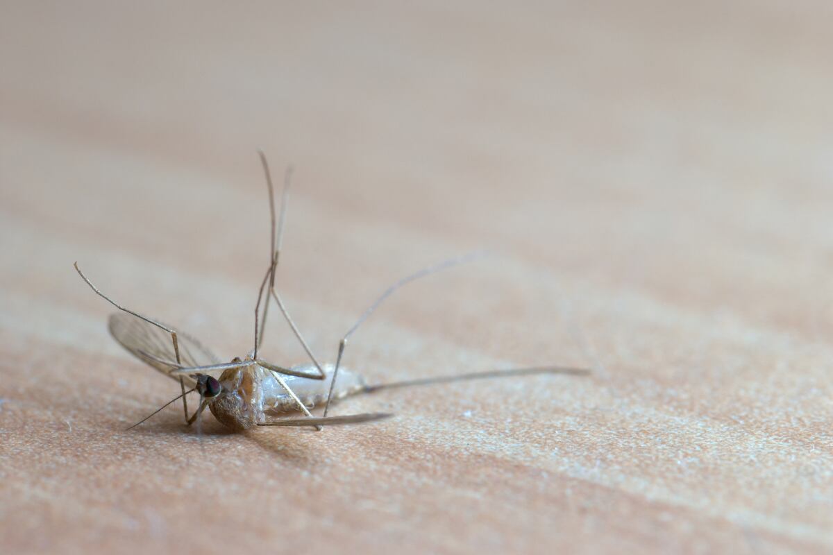 ¿Qué poner en tu casa para evitar mosquitos en temporada de calor y lluvias? Productos que sí funcionan