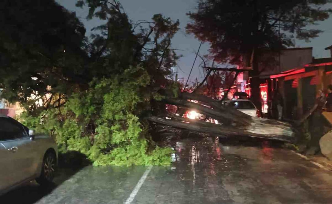 En Tecámac y Ojo de Agua, reportan la caída de arboles y afectaciones en algunas vialidades. Foto: Especial