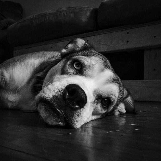 Los perros pueden morir de depresión. Fuente: Freepik.