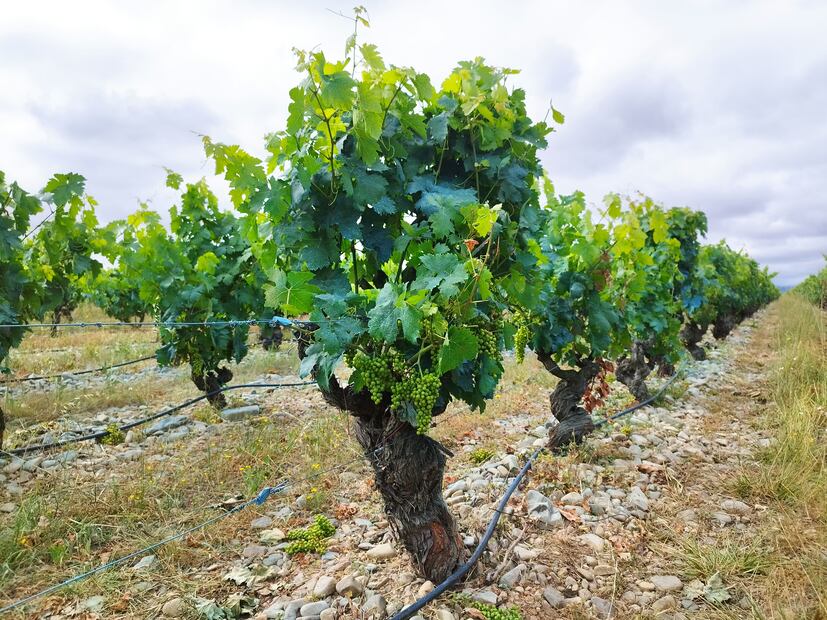 Terruño en Bodega La Emperatriz