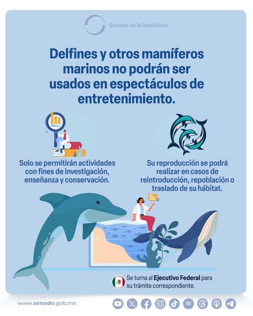 El Senado aprobó prohibir el uso de mamíferos marinos en espectáculos de entretenimiento. Foto: X @senadomexicano