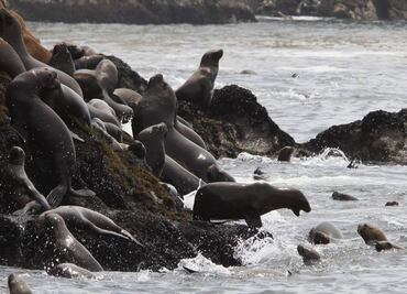 Usan drones para censar lobos marinos en BC
