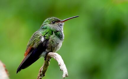 "Un ave muerta no despertará interés amoroso"; Profepa advierte del uso de colibríes para "amarres" en San Valentín