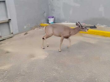 Venado muerto a pedradas en Guanajuato, especie en riesgo que buscaba agua; "hay delito y se debe investigar", exigen