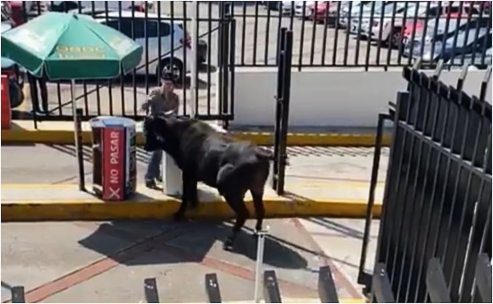 Toro ingresa a escuela privada de la CDMX. Foto: Especial