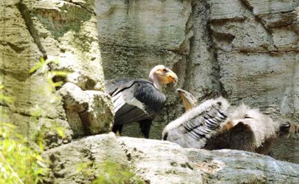 ¡Participa! Sedema invita a ciudadanos a ponerle nombre a polluelos de cóndor de California que viven en Chapultepec