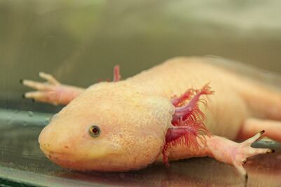 ¿Ya tienes planes para el fin? Sedema invita a celebrar el Día del Ajolote; estas son las actividades para el 1 y 2 de febrero