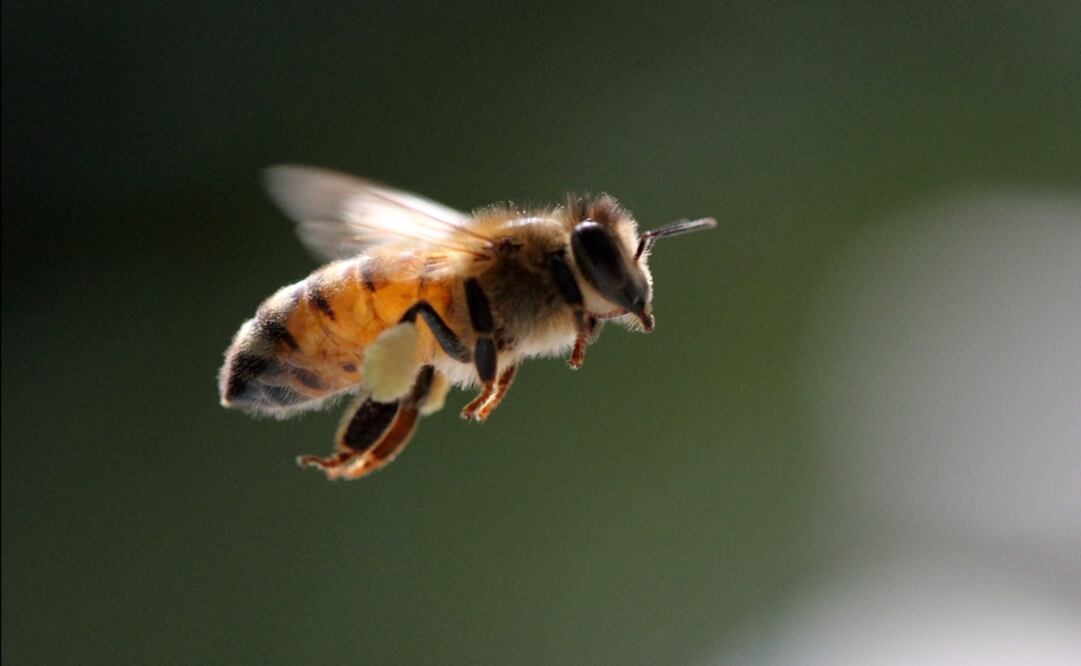 Bee – Photo: Zachary Huang/EFE/Beetography.com