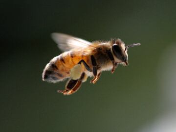 Without bees, the world would face a food crisis