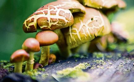 Mexican scientists discover fungus species useful in land remediation