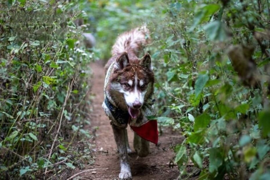Lánzate con tu perro a esta caminata en el bosque de la CDMX 