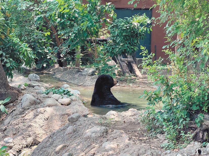 En el interior del zoológico se mantiene un ecosistema diferente a la
ciudad, es fresco, sostiene el titular del departamento de Veterinaria. Foto: de Roberto Aguilar y Emiliano Vásquez