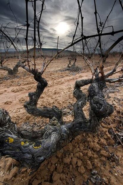 Ribera del Duero celebra su llegada al cuarto piso con vinos excepcionales