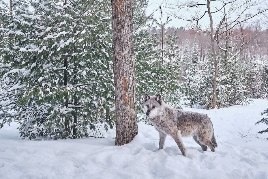 Foto: Parc Omega