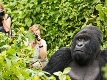 Virunga: la casa del gorila de montaña