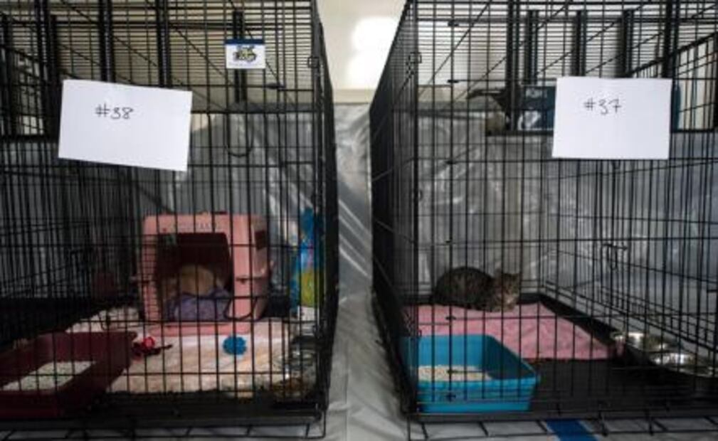 Mascotas también son evacuadas por “Florence” en EU