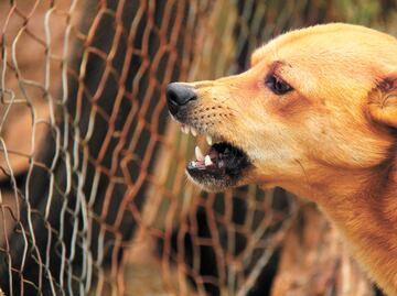 ¿Qué es la zoonosis y por que se debe atender inmediatamente? Esto dice el IMSS