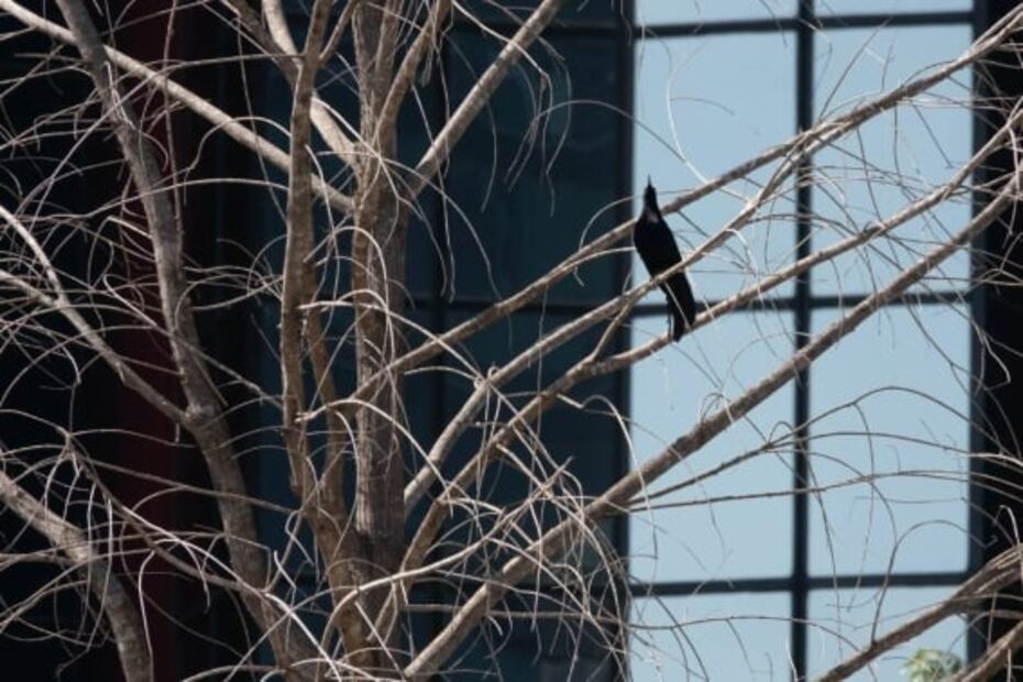 Ahuehuete que estaba sobre Reforma ya está sembrado en Vivero Nezahualcóyotl: Sheinbaum 