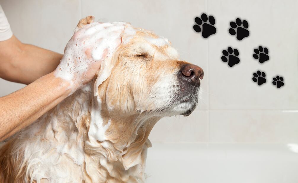 La clave de un buen baño canino consiste en equilibrar la limpieza con la protección de su pelaje y piel. Foto: Canva