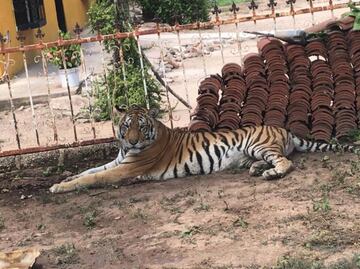 Violencia en Sinaloa impide rescate de tigresa amarrada a un árbol; veterinarios niegan asistencia por inseguridad
