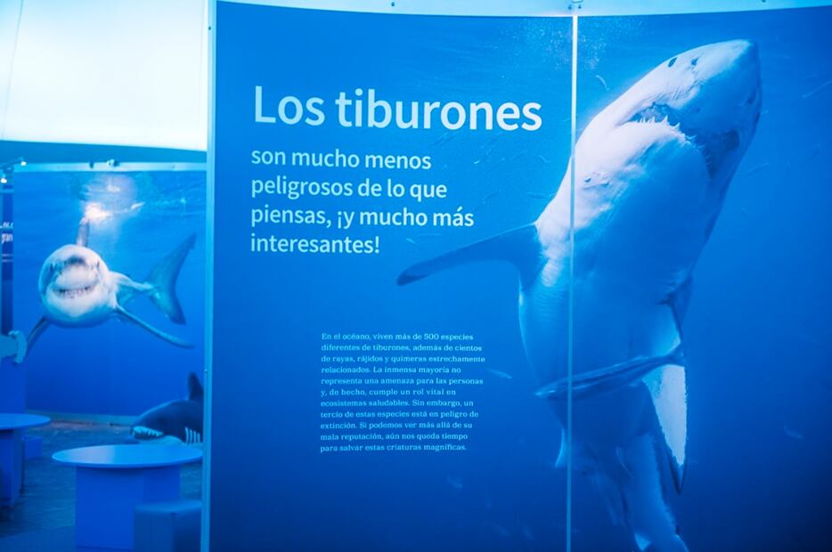 “Tiburones”, exposición temporal del  Museo de Historia Natural y Cultura Ambiental. 
Foto: Tiburones. Fundación Coppel, cortesía