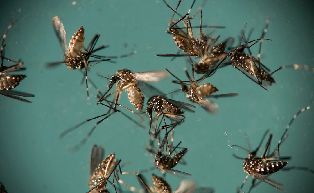 Imagen donde se observan mosquitos Aedes aegypti, responsables de propagar el zika. Foto: AP/Felipe Dana, Archivo