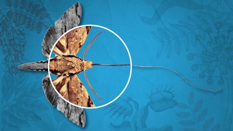 5 experimentos de Darwin que puedes hacer en casa