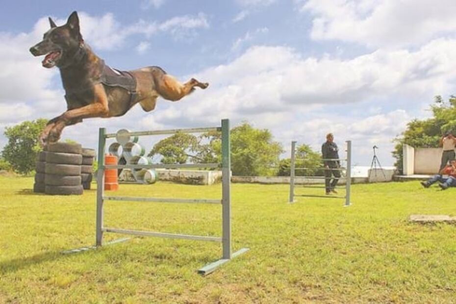 Fuerza canina: olfato contra el crimen