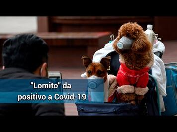 Detectan primer caso de coronavirus en un perro