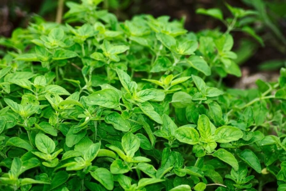 Las 5 mejores infusiones para aliviar la tos