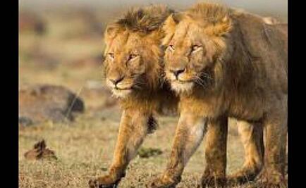 Cazadores matan a Jericó, hermano del león Cecil