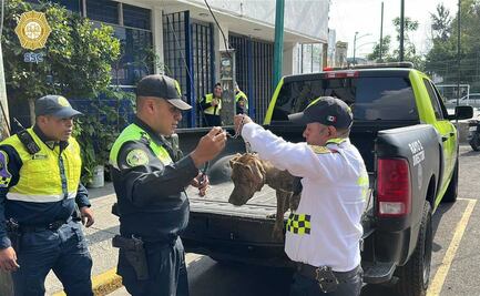 Policías de tránsito adoptan a "Fritzia" perrita rescatada en carriles centrales de Viaducto; corría asustada entre los autos