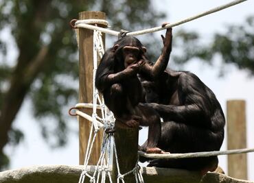 Confirman casos de lepra en chimpancés occidentales, una especie en peligro crítico de extinción