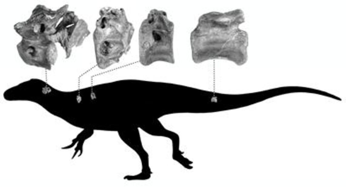 Descubren nueva especie de dinosaurio de hace 115 millones de años