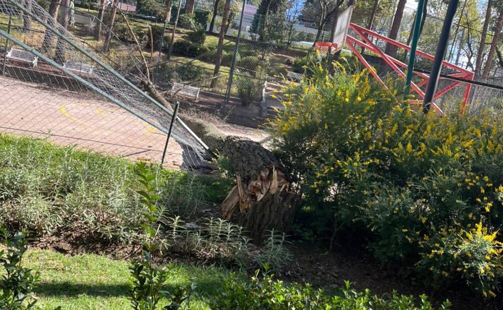 Caída de árbol en Cuajimalpa a causa de los fuertes vientos 9 de enero 2025 / Foto: @cuajimalpa_gob