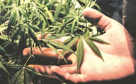 Estudio revela aumento del uso de marihuana en embarazadas de EU