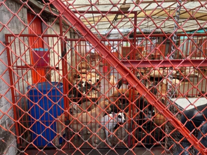 Rescatan a más mil perros callejeros del refugio Franciscano; vivían en pésimas condiciones