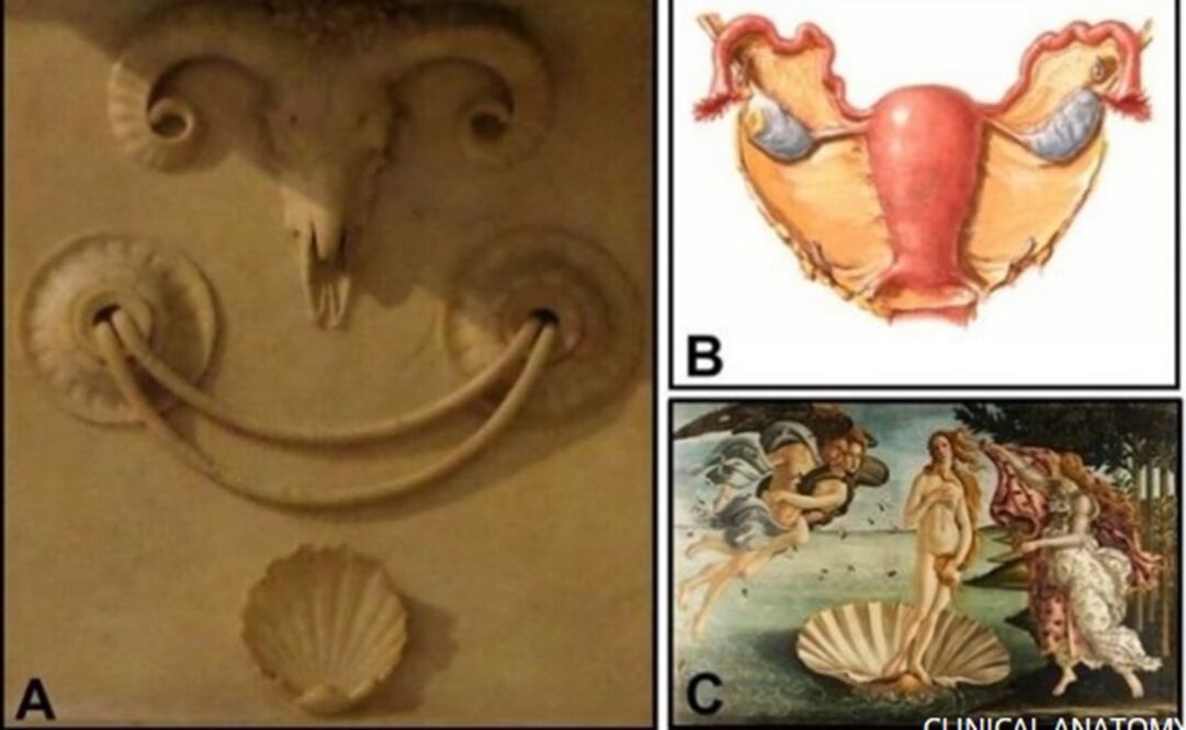 (FOTO: Clinical Anatomy)