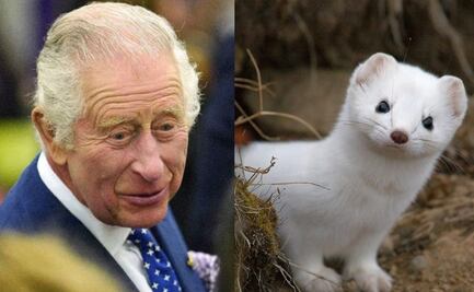 ¿Qué tiene que ver el armiño blanco con la coronación de Carlos III?