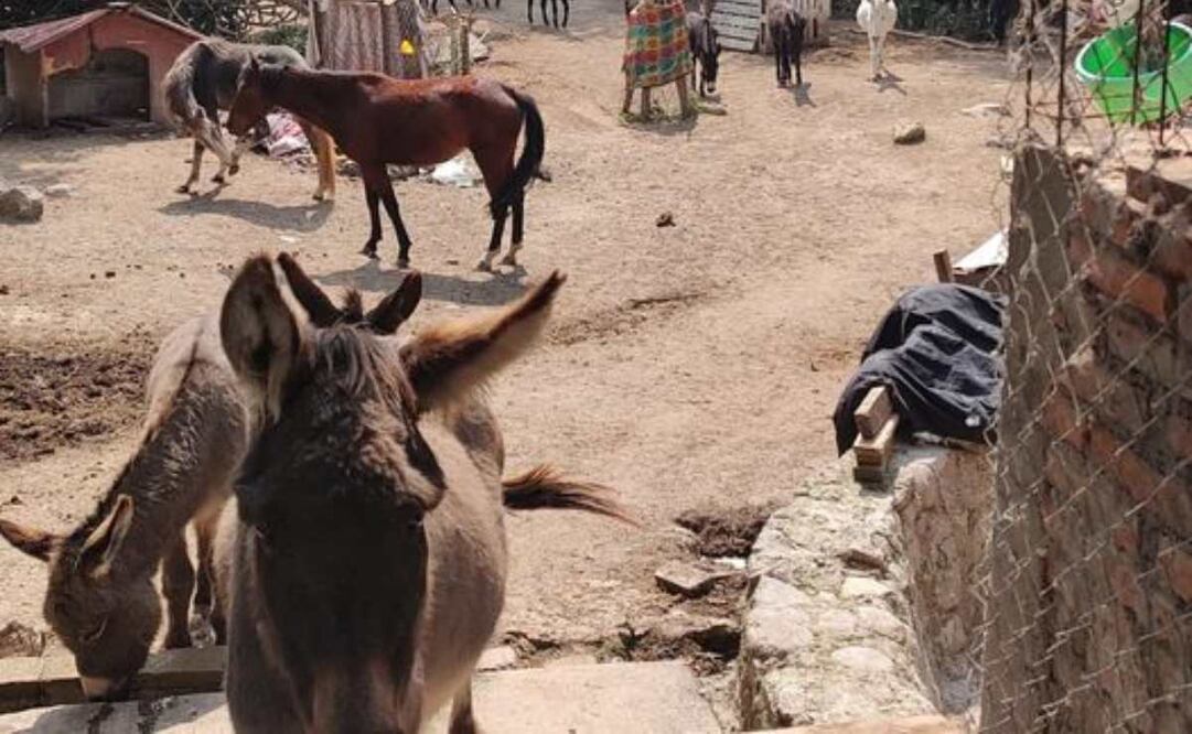 Dueños y trabajadores del albergue Pergatuzoo solicitaron las medidas de protección, mismas que consistirán en vigilancia afuera del sitio de 7:00 de la mañana a 7:00 de la noche y la colocación de un botón de pánico para pedir auxilio. Foto: Especial