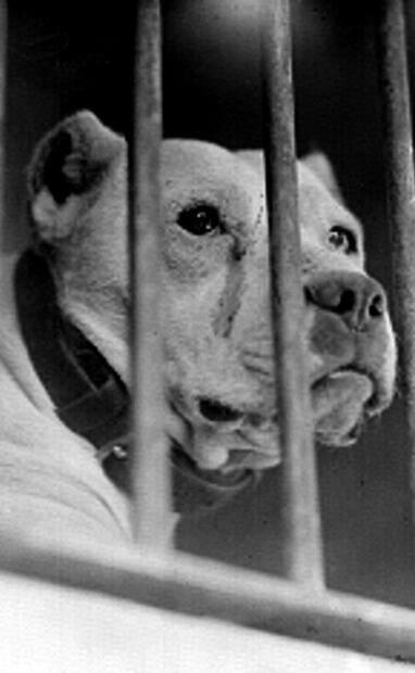 Los avances clínicos en la prevención de la rabia ayudaron a la salud humana y canina. Los sacrificios de perros eran la principal medida para evitarla durante la primera mitad del siglo XX, pero la vacunación salvó a muchos canes de ese final. Foto: Mediateca INAH.