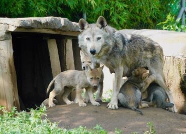 Nacen cuatro crías de lobo mexicano en San Juan de Aragón; son una especie en peligro en extinción