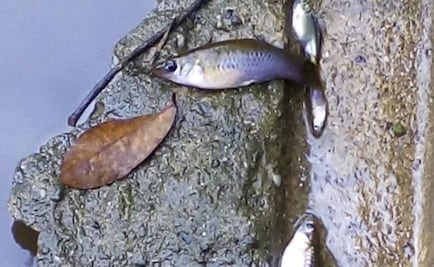 Illegal pipeline tap pollutes river in Oaxaca