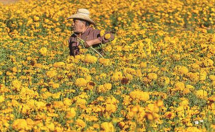 Campos de Zacatecas se pintan de color cempasúchil 