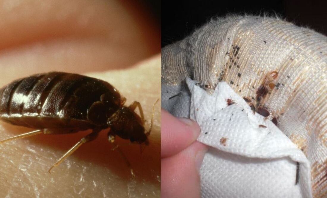 La importancia de la detección temprana de las Chinches. Fuente: Freepik.