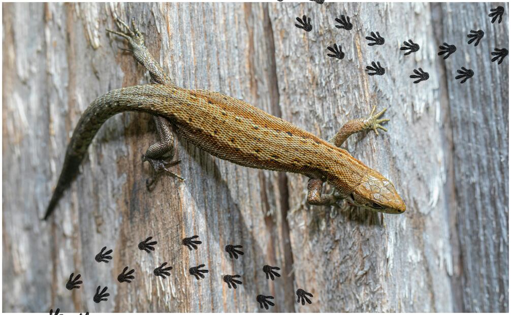 En el esoterismo, se cree que cuando una lagartija aparece de forma repetida en un mismo lugar, es un recordatorio de la importancia de soltar cargas innecesarias. Foto: Canva