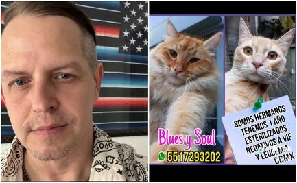 ¿Randy de "Molotov" es un mal adoptante de gatitos? Rescatista cuenta todo en TikTok