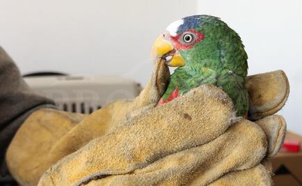 Entregan voluntariamente aves exóticas a la Profepa; serán reubicadas a sus hábitats naturales