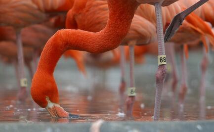 Zorro salvaje mata a 25 flamencos y un pato en Zoo de Washington